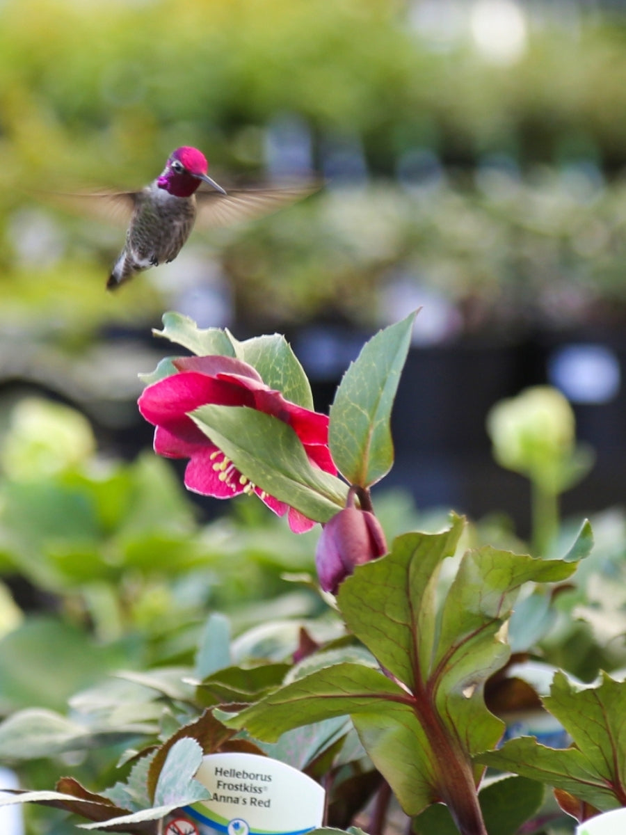 Hellebore Anna's Red 1G
